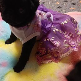 Pug and Shiba Inu Puppies from khshibas-khpugs
