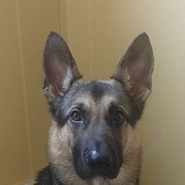 German Shepherd Puppies from Sandy’s Shepherds