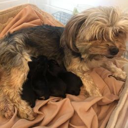 Yorkipoos from Blais Mountain Farm