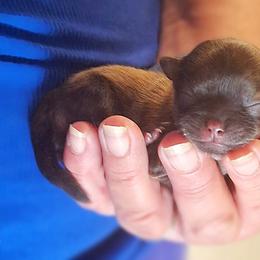 Rayven - Sable female Mi-Ki puppy in Toronto, Ohio from Shekinah’s Mi-Kis & Cricket Hill’s Westies