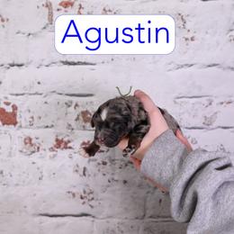 Agustin - Blue merle male Assorted Doodle Crosses puppy in Calhoun, Georgia from Happy Top Doodles
