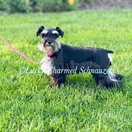 Grace - Miniature Schnauzer