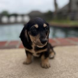 Lucian- HIDDEN DAPPLE - Black and cream male Dachshund puppy in Baton Rouge, Louisiana from Bayou d’ Elara Dachshunds