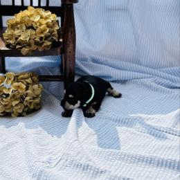 Tank - Black male Miniature Schnauzer puppy in Moreauville, Louisiana from Bayou Schnauz and Dals