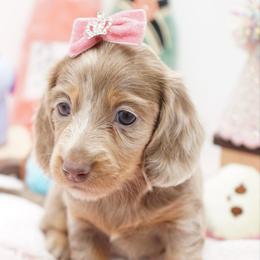 Chandon - Dapple female Dachshund puppy in Big Rapids, Michigan from 30 Acre Woods Dachshunds