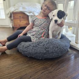American Bulldog Puppies from Valor American Bulldogs