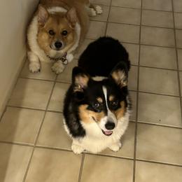 Pembroke Welsh Corgi All Grown Up from Wendy Munro