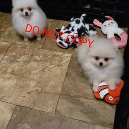 Coconut - White female Pomeranian puppy in Downers Grove, Illinois from Forever Pomeranians