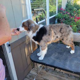 Miniature Australian Shepherd and Toy Australian Shepherd All Grown Up from Willow Lane Ranch