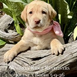 Miss Pink - Yellow female Labrador Retriever puppy in Portland, Tennessee from Whiskey Ridge Retrievers