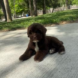 Snickers - Chocolate male Australian Labradoodle puppy in Nashville, Tennessee from SF Australian Labradoodles