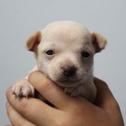 Stuart Little - Cream and white male Chihuahua puppy in Willamina, Oregon from Cherished Chihuahuas