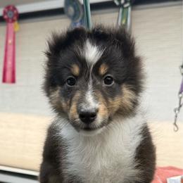 Neela - Black white and tan female Shetland Sheepdog puppy in Middleburgh, New York from StoneyAcre