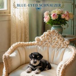 Mugsy - Black and silver male Miniature Schnauzer puppy in Winter Haven, Florida from The Blue Eyed Schnauzer