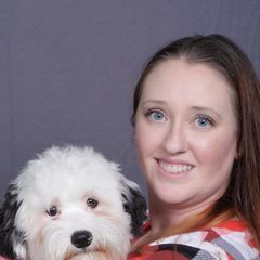 Assorted Doodle Crosses, Bichon Frises, Poodles, and Shichons from Mozzie's Waggineers