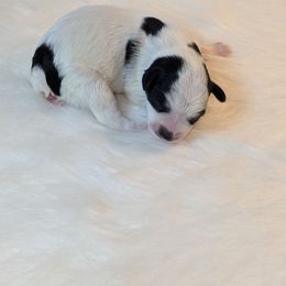 Girl 2 - Black and white Schnoodle puppy in Holmesville, Ohio from Pawsome Puppies