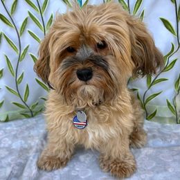 Liberty - Havanese