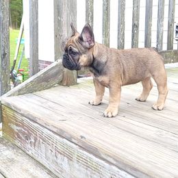 Girl 2 - Fawn French Bulldog puppy in Charlotte, North Carolina from Solid Bulls Kamp LLC
