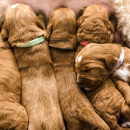 Goldendoodles from Anchorage Doodles