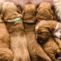 Goldendoodles from Anchorage Doodles