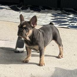 Luke - Liver male French Bulldog puppy in Palm Coast, Florida from Calypso Island French Bulldogs