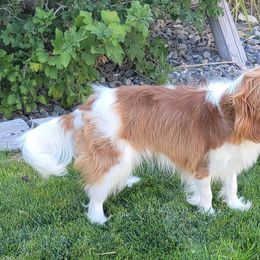Koa - Cavalier King Charles Spaniel