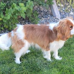 Koa - Cavalier King Charles Spaniel