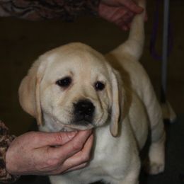 Labrador Retrievers from Shiloh Labradors