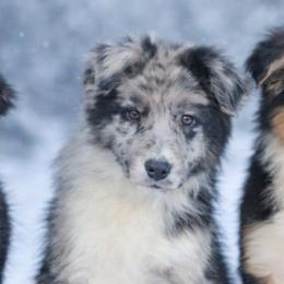 Billy the Kid - Blue merle male Australian Shepherd puppy in Keyser, West Virginia from Heartfelt Hollow Farm