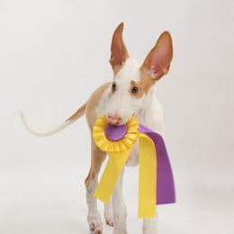 Ibizan Hound Puppies from Someday Ibizans