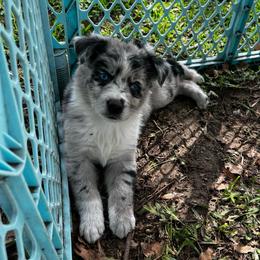Girl 1 - Blue merle female Australian Shepherd puppy in Lakeland, Florida from Infinite Aussies