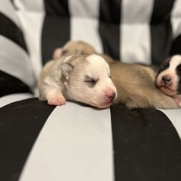 Siberian Husky Puppies from Vixen Siberians