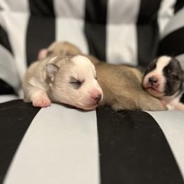 Siberian Husky Puppies from Vixen Siberians