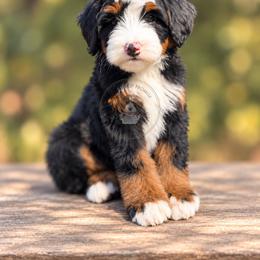 Sunny - Tri-color female Bernedoodle puppy in Greenville, Texas from Doodles of Promise