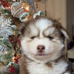 Auburn - Red and white male Pomsky puppy in Spring Hill, Florida from www.PuppyTimeEmporium.com