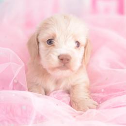 Giddy -- FULL AKC Cream Silky - Cream female Dachshund puppy in Neosho, Missouri from A Walk In The Park