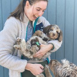 Aussiedoodle Puppies from Gore Doodle Ranch