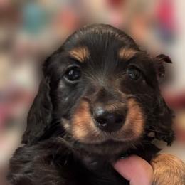 Miller - Black and tan male Dachshund puppy in Clever, Missouri from Autumn Breeze Dachshunds