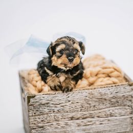 Aussiedoodle, Bernedoodle, and Goldendoodle Puppies from Desert Doodles