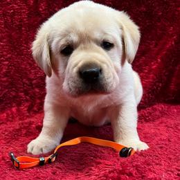 Yellow Male - Yellow male Labrador Retriever puppy in Beaverdam, Virginia from Gold Heart Labradors