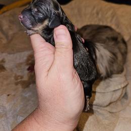 Girl 1 - Cream female Dachshund puppy in Lansing, Michigan from Black Thunder 517 Dachshunds and frenchies