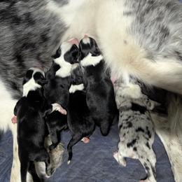 Australian Shepherd and Great Dane Puppies from AEW Farm