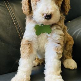 Cavapoo and Poodle Puppies from Sac-Town Poodles and Doodles