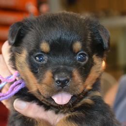 Girl 1 - female Rottweiler puppy in Dawson Springs, Kentucky from Lakeview Rottweilers