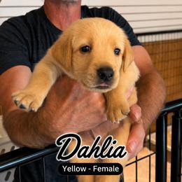 Dahlia - Yellow female Labrador Retriever puppy in Howards Grove, Wisconsin from Hunter’s Moon Retrievers
