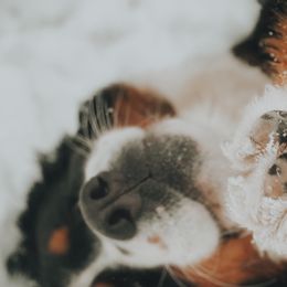Bernedoodles and Bernese Mountain Dogs from Mountain Top Bernedoodles