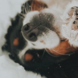 Bernedoodles and Bernese Mountain Dogs from Mountain Top Bernedoodles