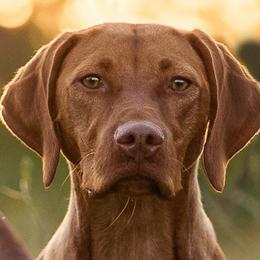 Brittanys and Vizslas from Tequila Kennels