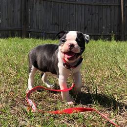 Boston Terriers from Terry Anderson