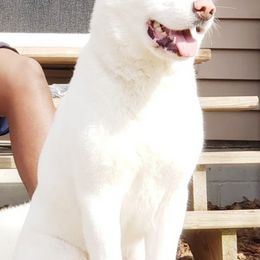 Akita from Loyally Akitas